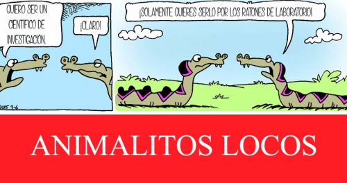 ANIMALITOS LOCOS