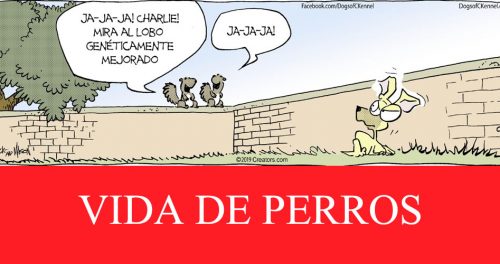 VIDA DE PERROS